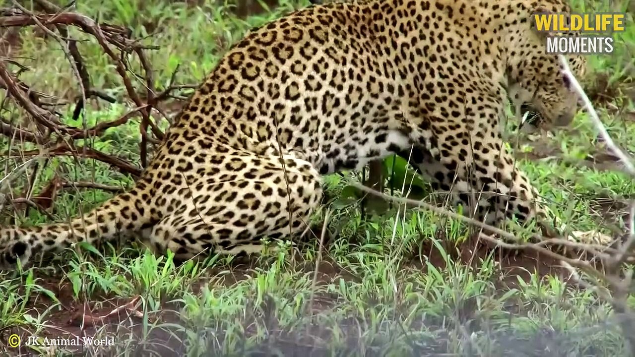 45 Pitiful Moments When Injured Leopards Try To Survive - Wildlife Moments