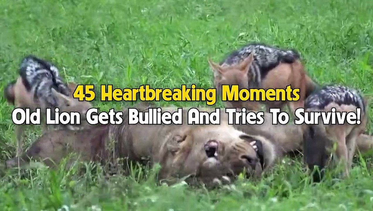45 Sad Moments Old Lion Gets Bullied And Tries To Survive @swagwildlifemoments