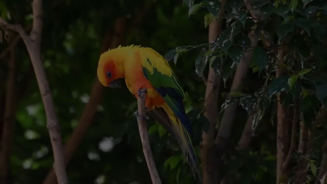 The Most Colorful Birds in 4K - Beautiful Birds Sound in the Forest  Scenic Relaxation Film 720p
