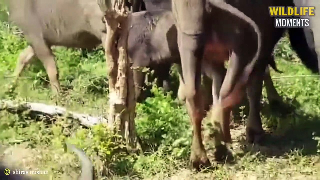 45 Shocking Moments Prey Tries To Escape Predators @swagwildlifemoments ...