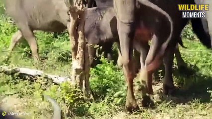 45 Shocking Moments Prey Tries To Escape Predators @swagwildlifemoments