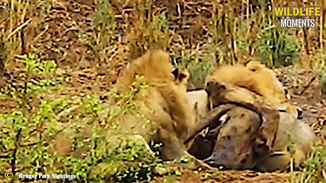 45 Terrifying Moments Lion, Leopard, Hyena Fight To The Last Breath