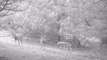 Manisa'da kurtlar, fotokapanla ilk kez sürü halinde görüntülendi