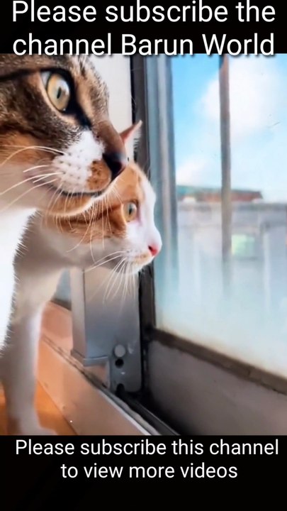 You have never seen this pet