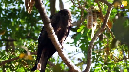 Relaxation Music for Mental Clarity