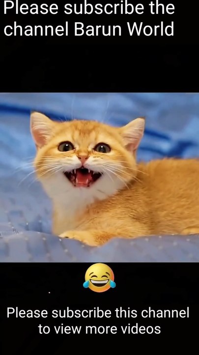 My funny cat loves the video viewer