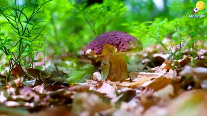 Instrumental Music for Meditation and Relaxation