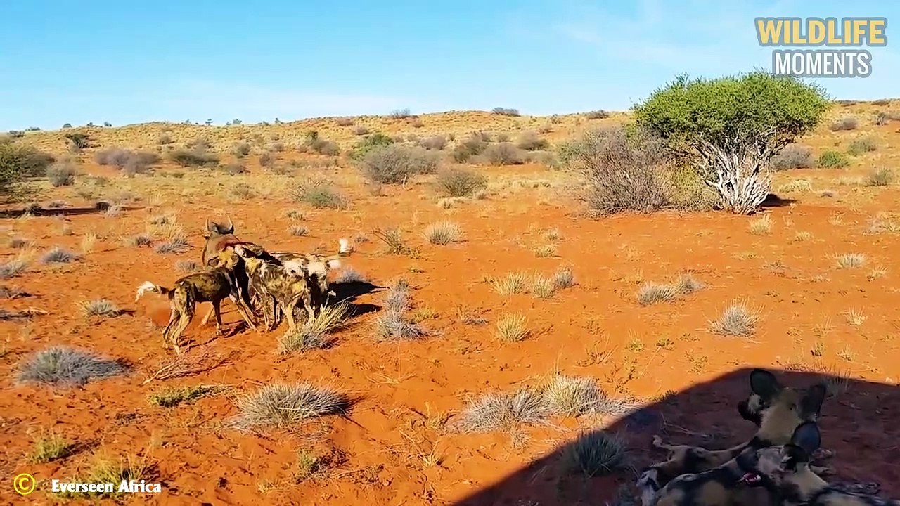 45 Unlucky Wildebeest Become Breakfast For Lion, Leopard, Hyena & Wild Dogs