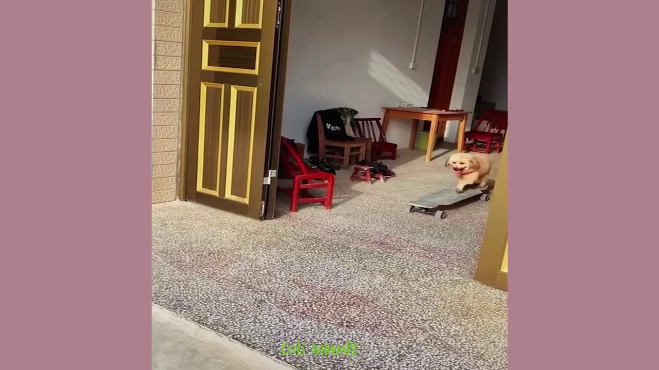 funny animals