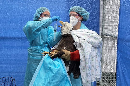 Not enough suitable land in Japan to bury 17 million chickens