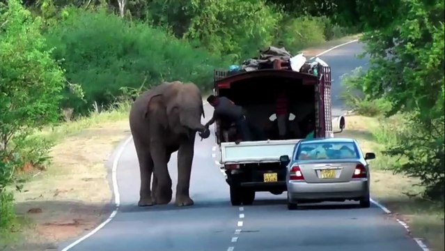 Elephant attack - How do the passengers survive the vehicle being attacked by an elephant?