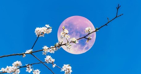 Une pleine Lune rose sera visible dans le ciel ce jeudi 6 avril
