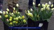 Reportage - 100 000 tulipes pour le cancer