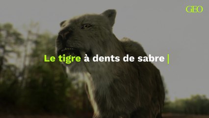 Le crâne d'un tigre à dents de sabre découvert aux États-Unis