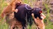 Buffalo Trapped Between Lion And Crocodile And Unexpected Ending - Wild Animal World