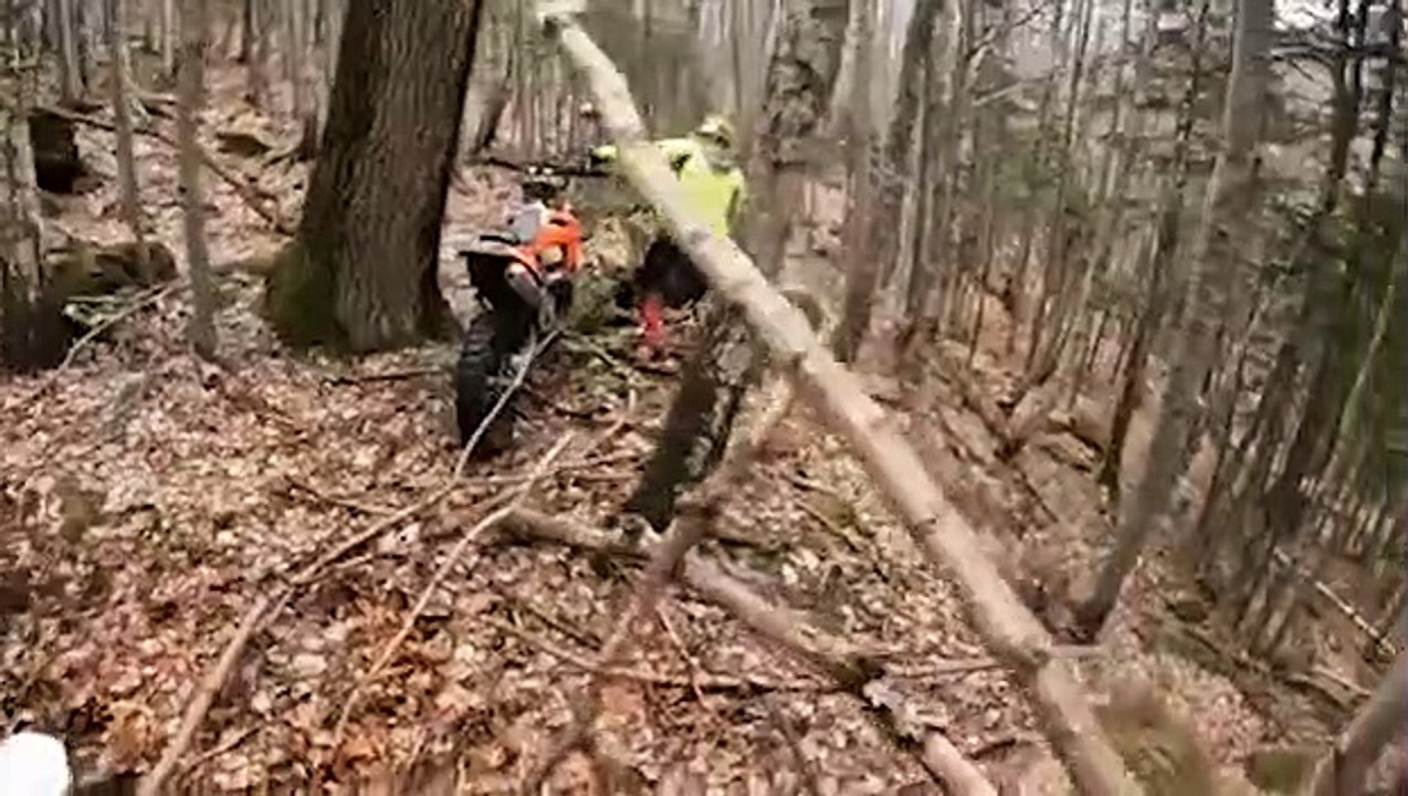 Un ours attaque des motards qui se baladent dans une forêt