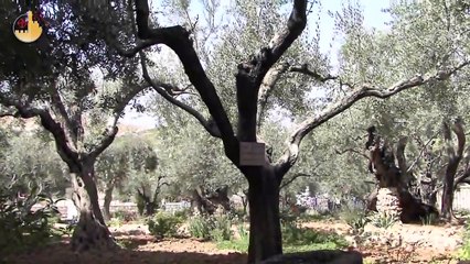 Tras las huellas de Jesús: La Basílica del Getsemaní