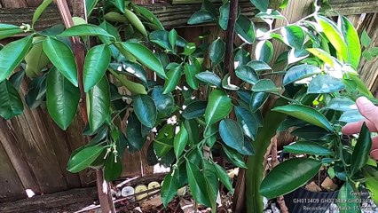 Orange Tree Guava Tree Hot Chili Pepper Tree La Lot