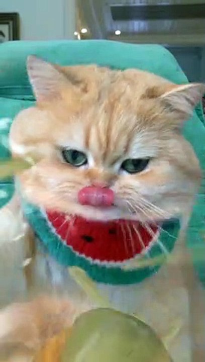 cat making popcorn