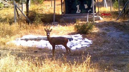 Türkiye'de yaban hayatından kareler: İlk kez sürü halinde görüldüler!