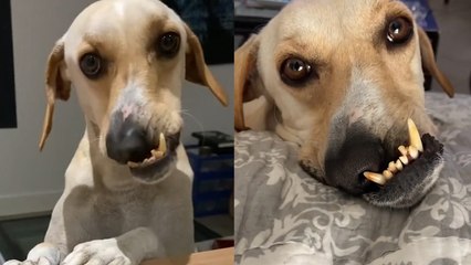 Wonky-Faced Wonder: The Adorable Rescue Dog That Won Our Hearts!