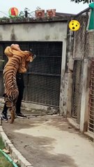 Brave people living with lions