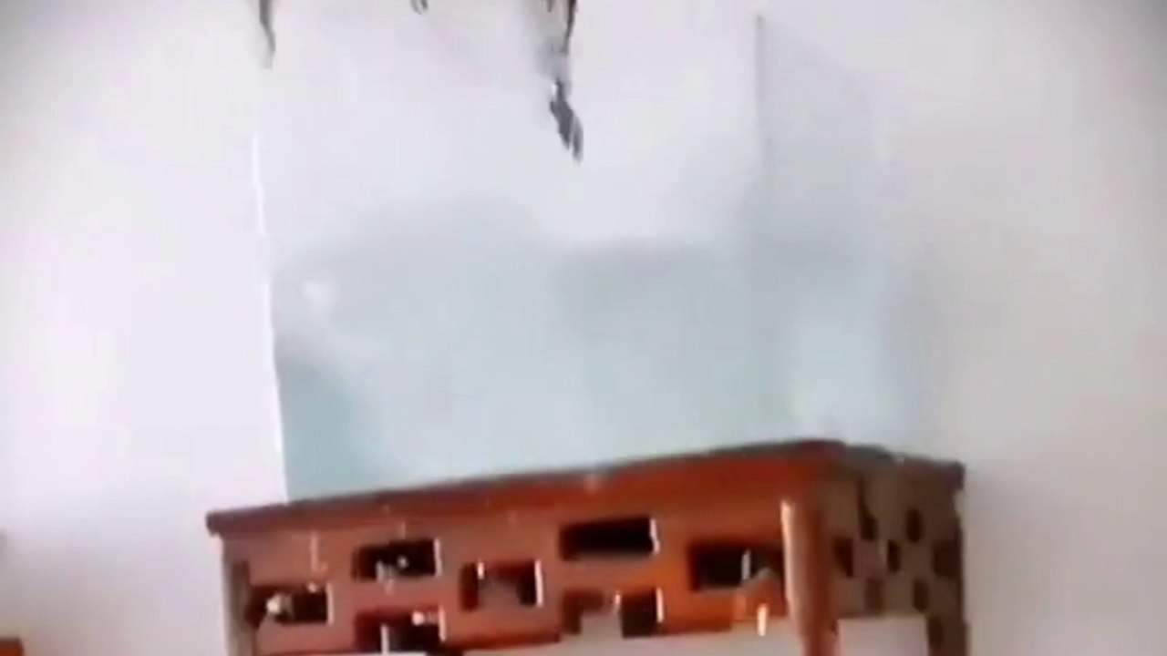 Funniest Cats And Dogs 2023 | Funny Cats And Dogs Video 2023 | Funniest Animals