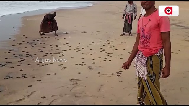 Watch: Hundreds Of Baby Olive Ridley Turtles Make Their Way To The Sea