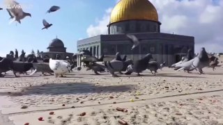 Masjid e #Aqsa jinnat ki tameer | History of Masjid Al Aqsa in Urdu | Hazrat Suleman