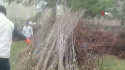 Muradiye'de 17 bin 810 adet meyve fidanı dağıtıldı