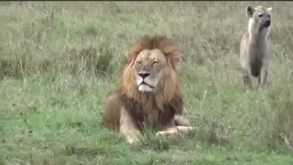A male lion attacked 20 hyenas and killed them