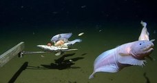 Japon : une nouvelle espèce de poisson-limace a été observé à une profondeur record