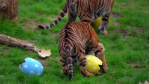 Sumatran tigers, meerkats and squirrel monkeys enjoy Easter eggs at London Zoo 4k (c) London Zoo