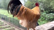 How do cats and roosters react when they watch their own film togetherCute and interesting animals