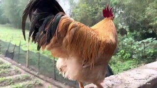 How do cats and roosters react when they watch their own film togetherCute and interesting animals