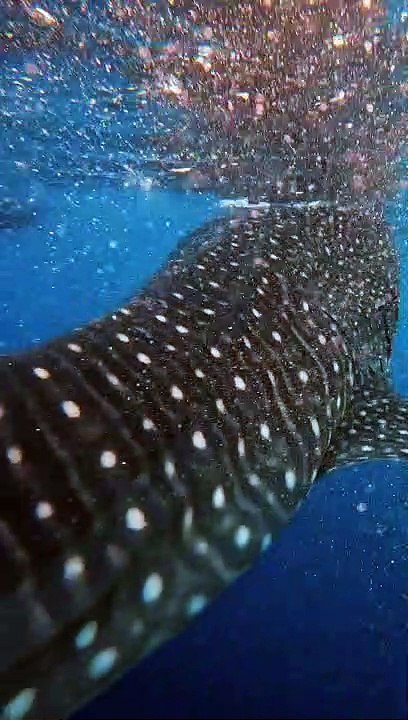 Diver Swims With a Peaceful Whale Shark