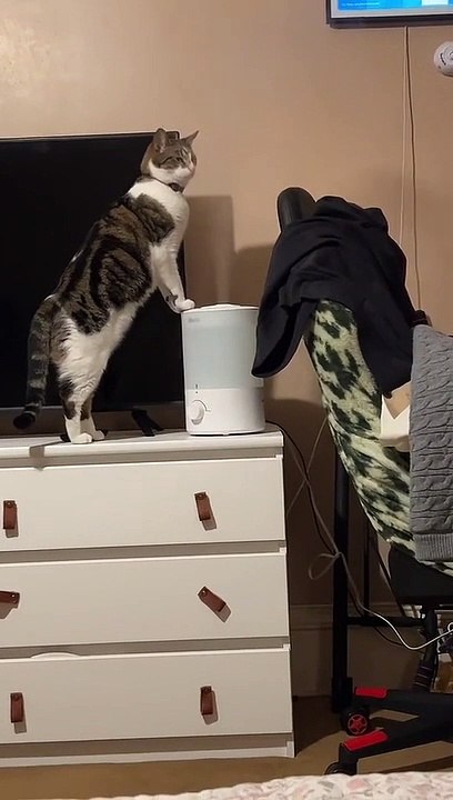 Kitty Goes To The Home Spa
