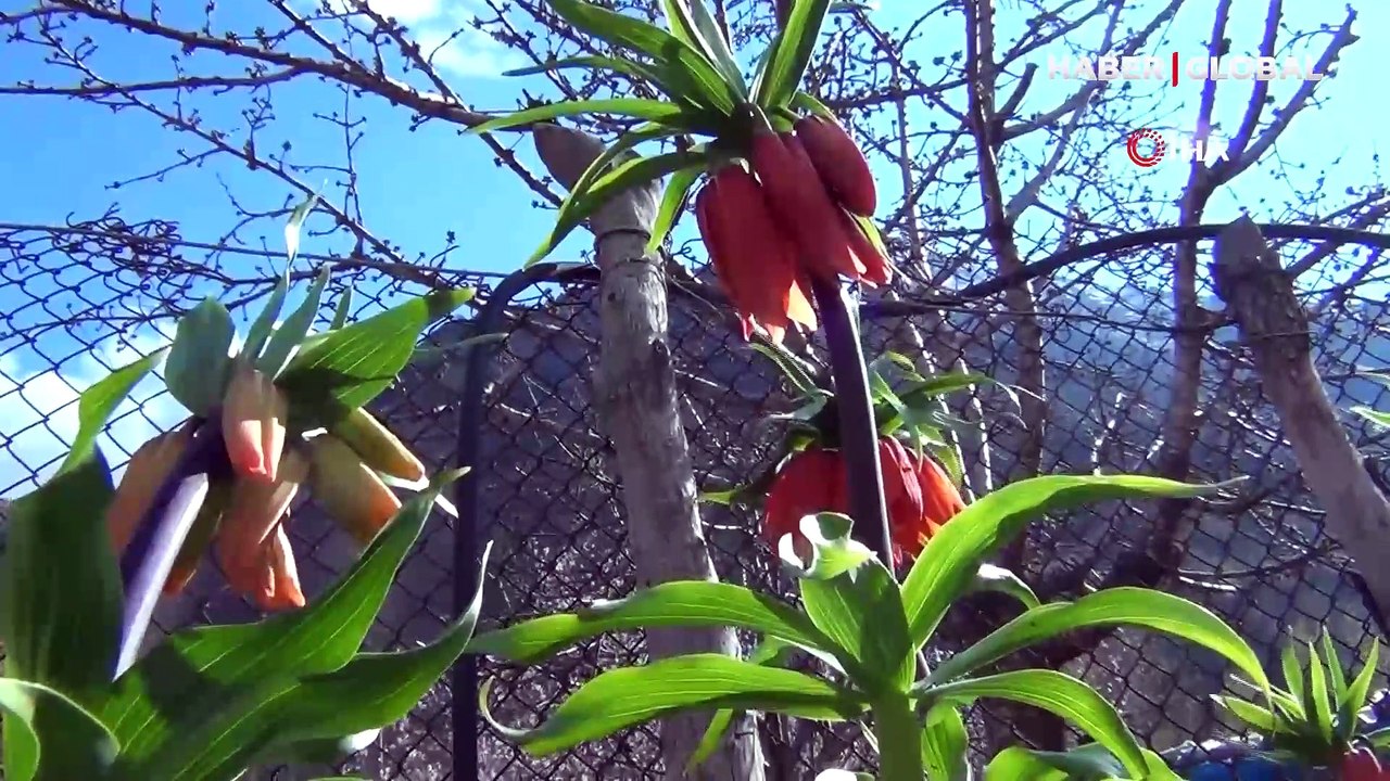 Sadece 20 gün yaşıyor: Ters açan laleyi koparmanın cezası 244 bin lira!