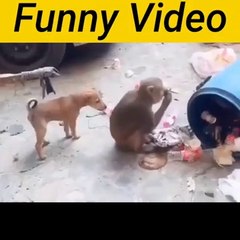 Amezing Funny --Video Dog -- with Monkey