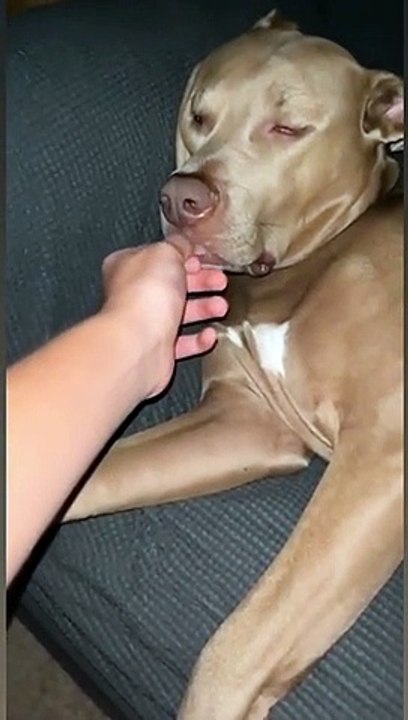 Ce chien qui dort est imperturbable