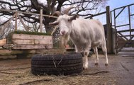 Behind the scenes at Raystede Centre for Animal Welfare near Lewes, East Sussex
