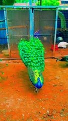 Wow Beautiful Peacock