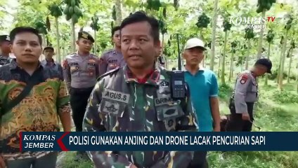 Download Video: Polisi di Lumajang Gunakan Anjing dan Drone untuk Melacak Pencurian Sapi