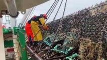 Pêche à la coquille Saint-Jacques dans la Manche