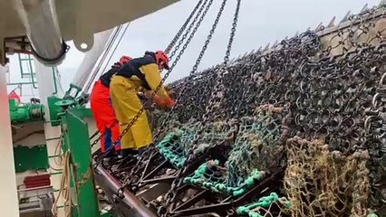 Pêche à la coquille Saint-Jacques dans la Manche