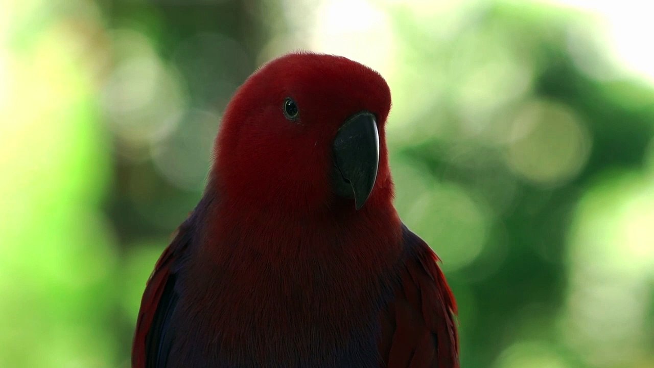 Amazing Parrot