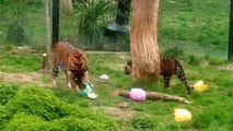 Easter at London Zoo includes the opportunity to see two beautiful tiger cubs