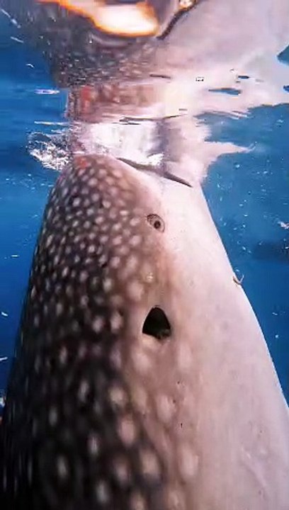 Diver Swims With a Peaceful Whale Shark