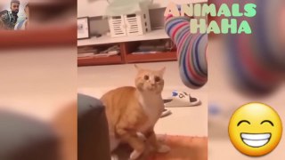 Best Funny Animal Videos Of The 2023 - Funniest Cats And Dogs Videos