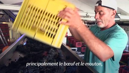 Le tannat, cépage qui a placé l'Uruguay sur la carte mondiale du vin